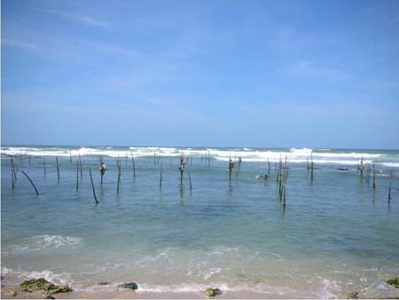 02-Stilt-fish-1