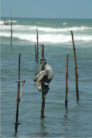 03-Stilt-fish-2