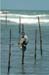 03-Stilt-fish-2
